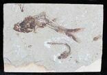 Davichthys Fossil Fish - Lebanon #28204-1